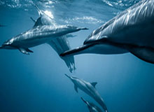 开云体育APP下载-西蒙斯专注防守目标DPOY 76人首发重拾恐怖统治力